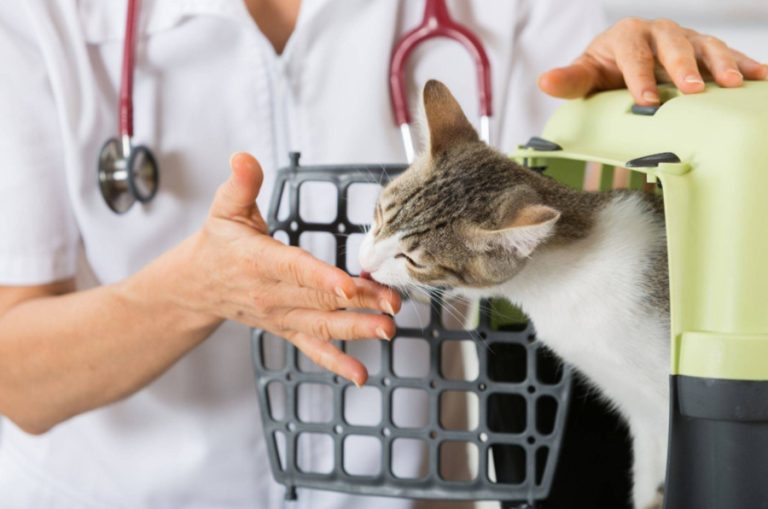 Innovations in Cat Boarding: A Glimpse into the Future of Feline Care in the UAE